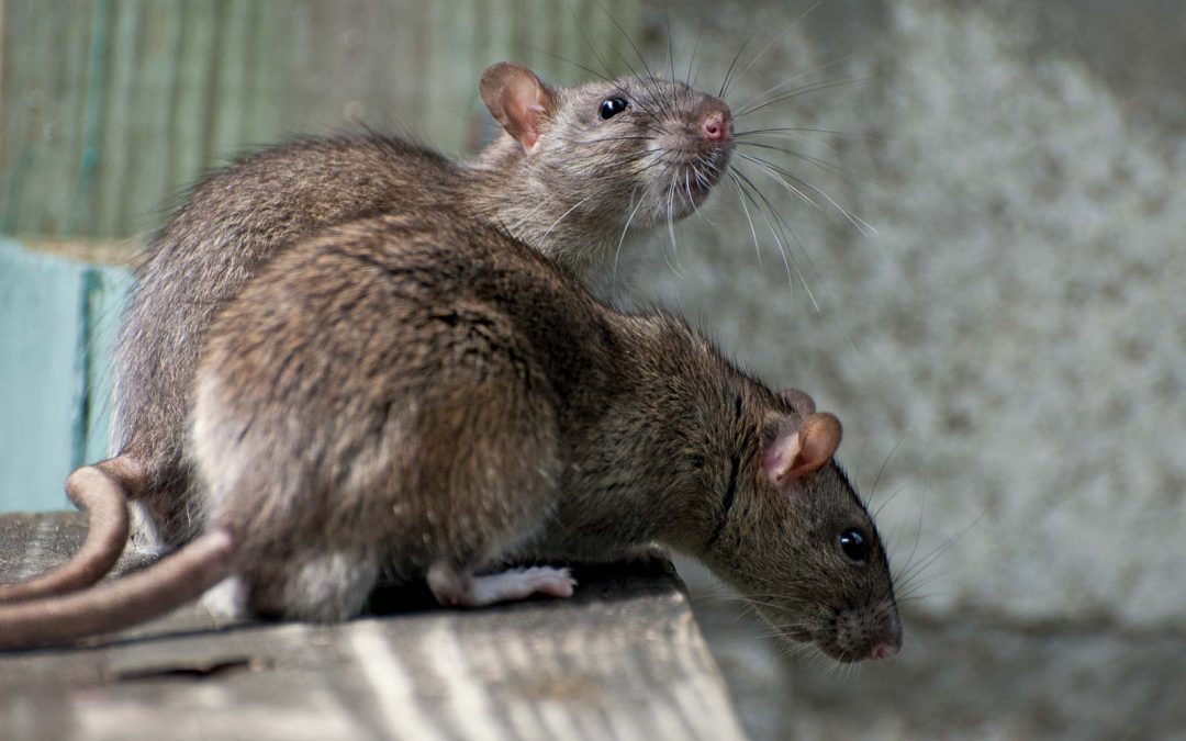 Rodents most active in winter