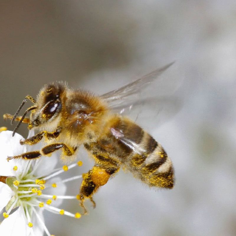 Bee on a Flower