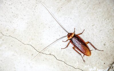 Cockroaches becoming treatment resistent