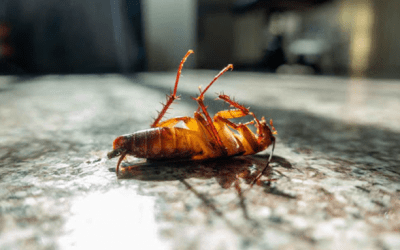 Minimising the pests in your home!