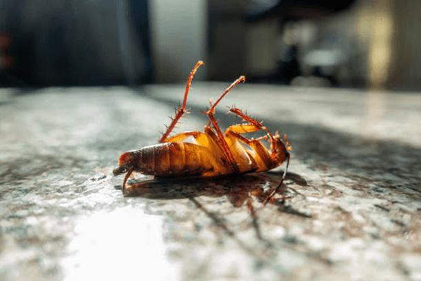 Keeping Your Home Pest Free