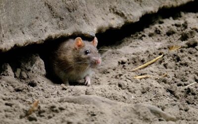 Rats In The Trench