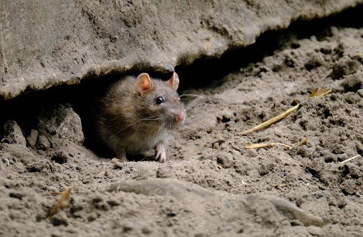 Rats In The Trench